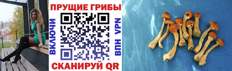 Галлюциногенные грибы прущие грибы  Новозыбков 